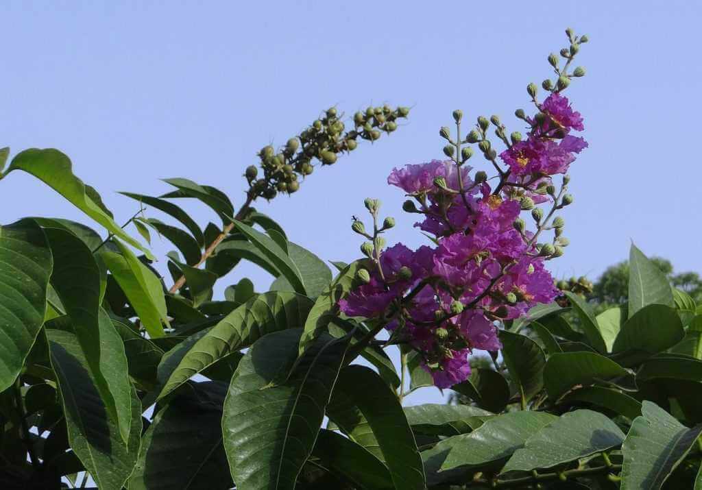 Banaba leaf can naturally help manage diabetes