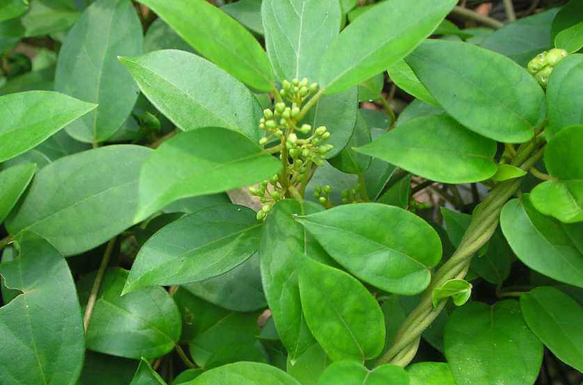 Gymnema sylvestre leaf powder is also an effective way to manage diabetes