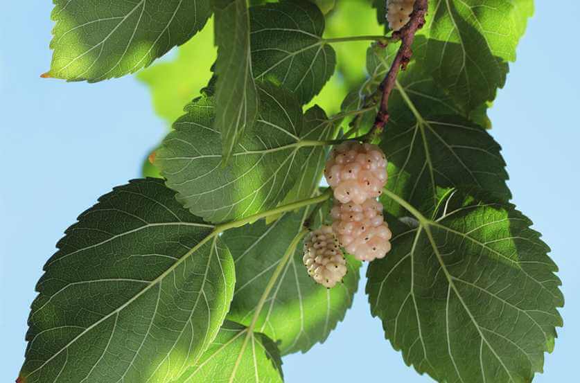 White mulberry leaf is also effective in managing diabetes