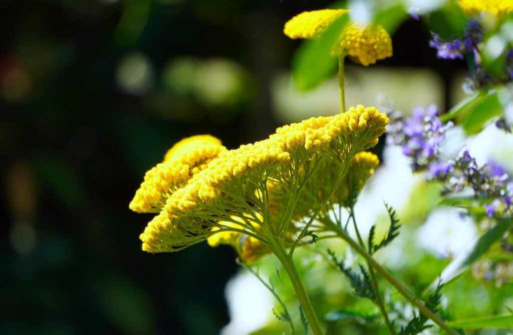 Yarrow flower powder can help keep blood sugar levels in check in people with diabetes