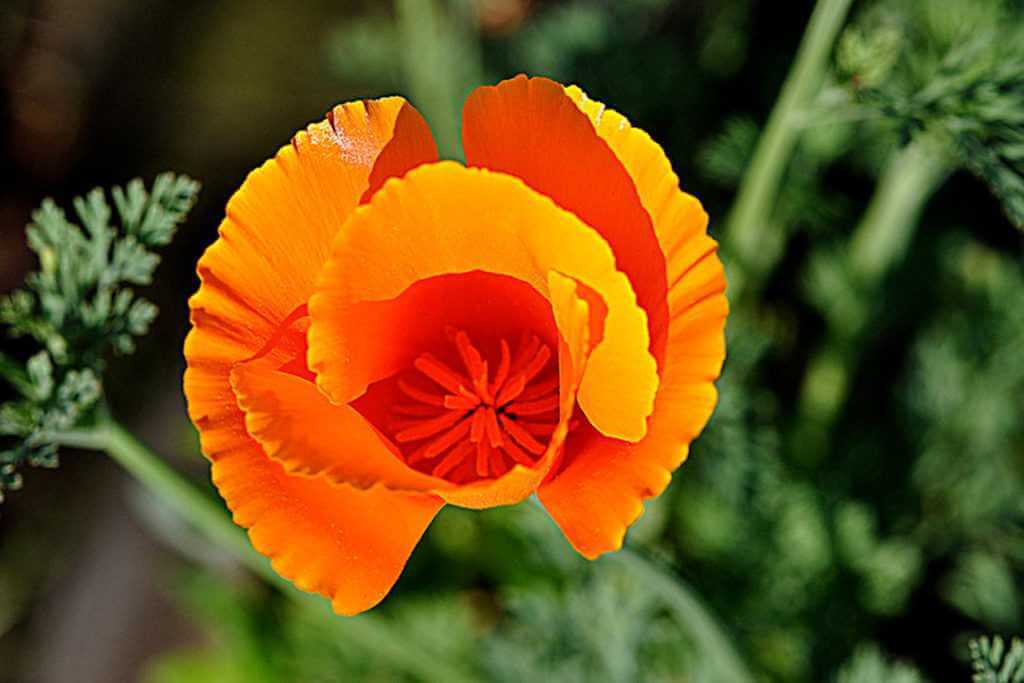 California poppy can help with "neuropathy" as it can reduce the inflammation and pain