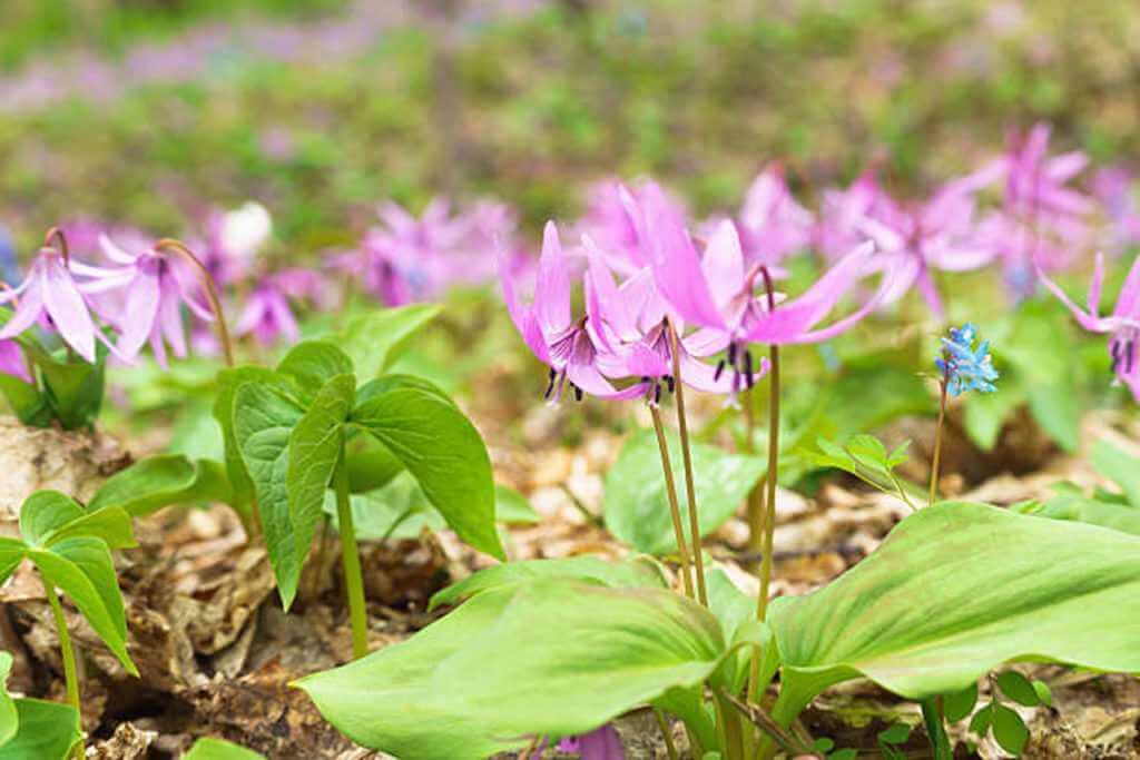 Corydalis also effective in treating "neuropathy"