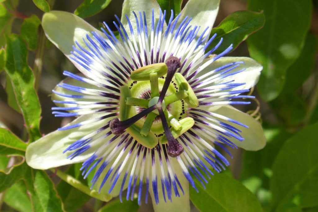 Passionflower helps treat "neuropathy"