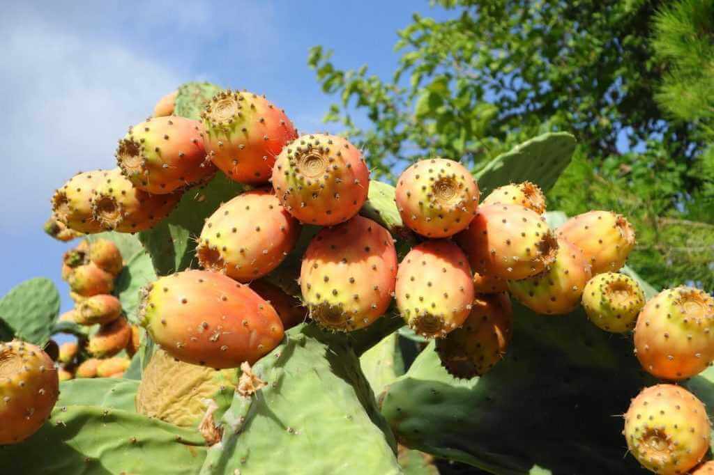 Prickly Pear can help cure neuropathy