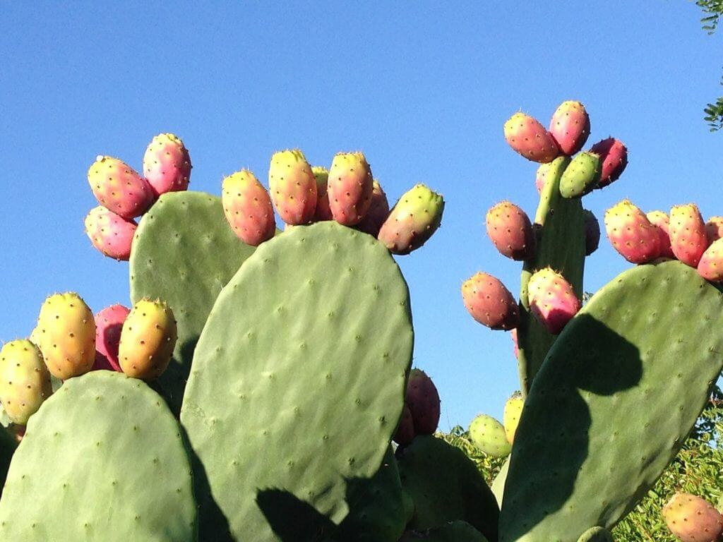 Prickly Pear