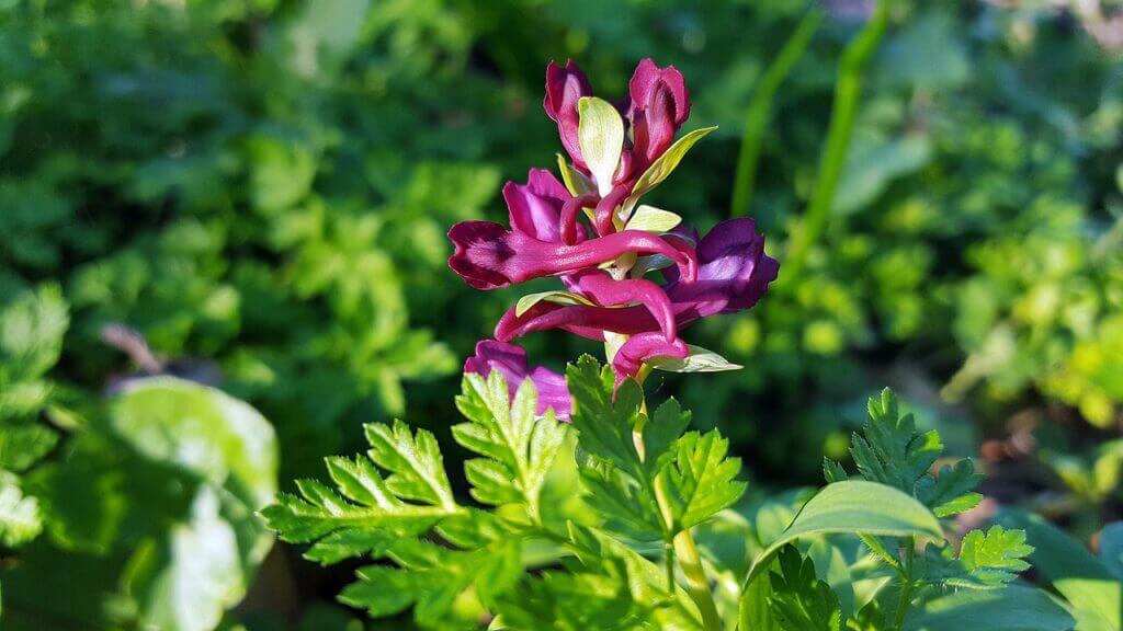 Corydalis