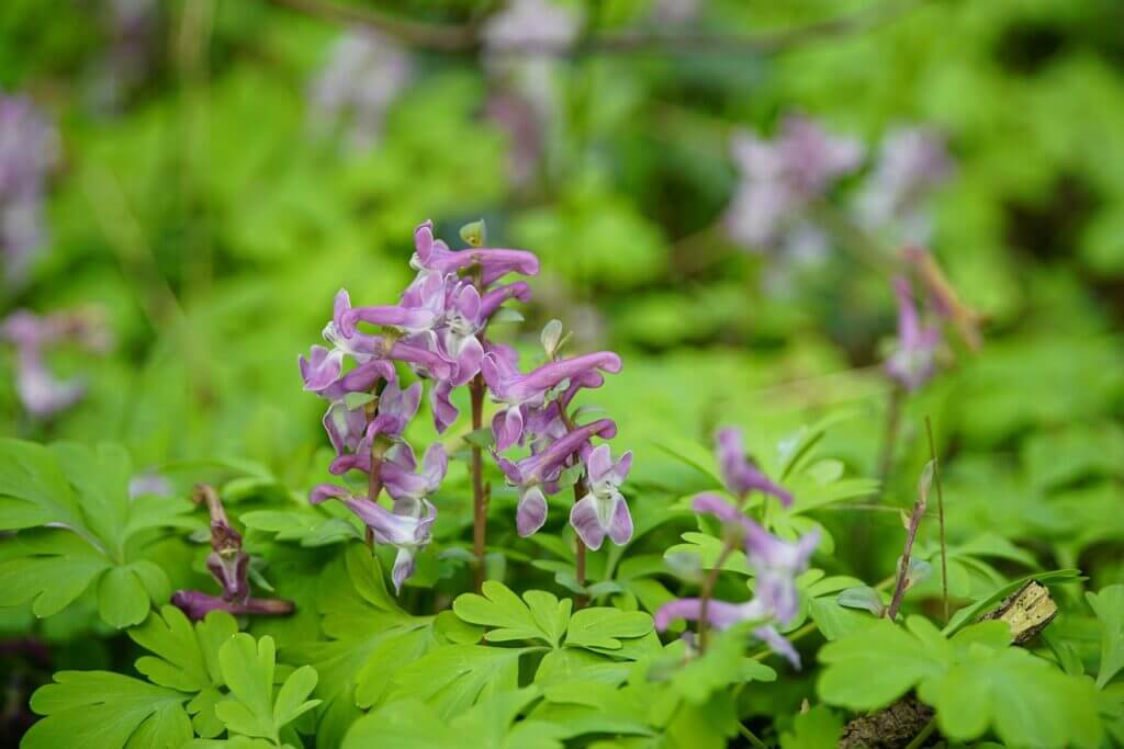 Corydalis