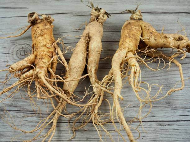 Chinese Ginseng