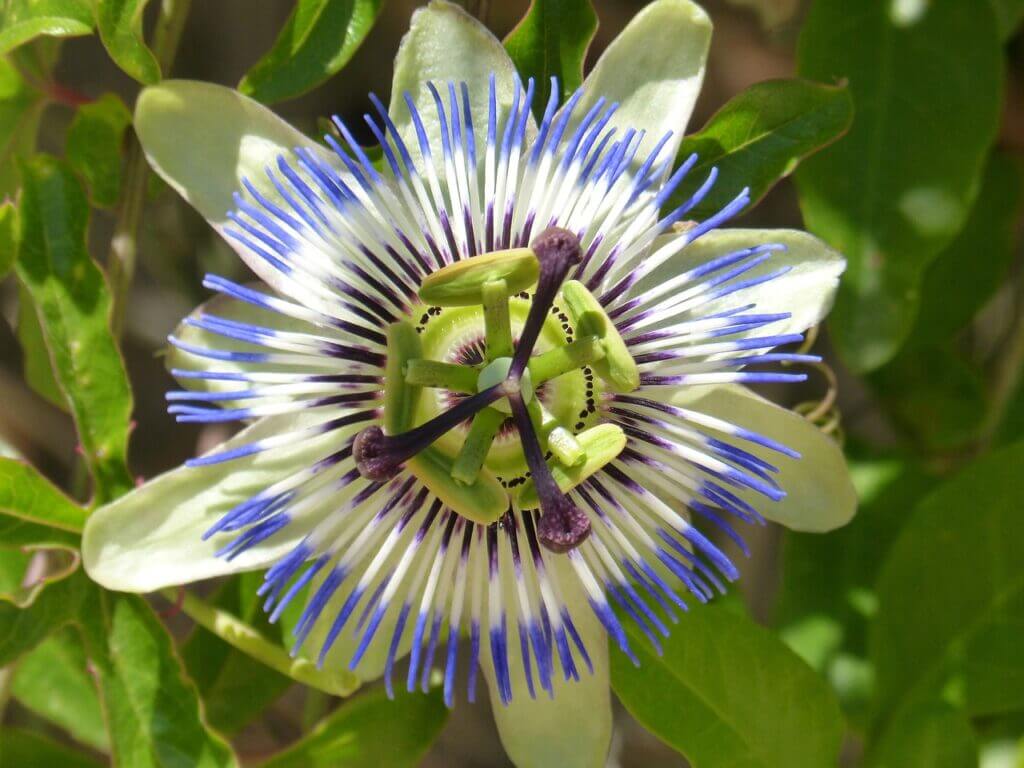 Passionflower