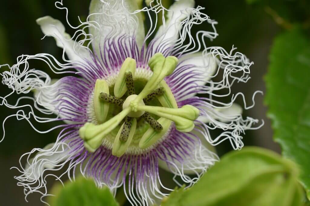 Passionflower