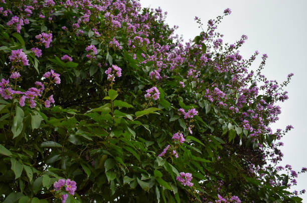 Banaba Leaf