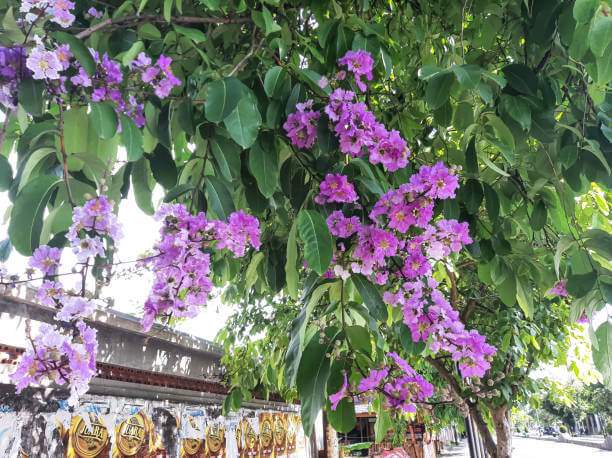 Banaba Leaf