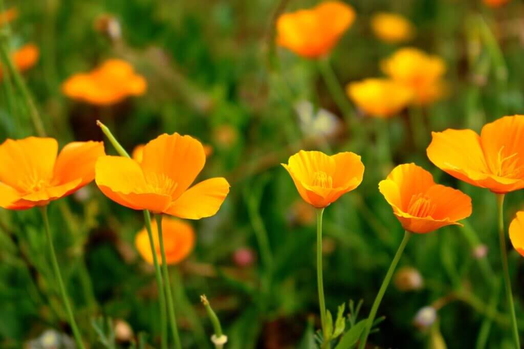 California Poppy