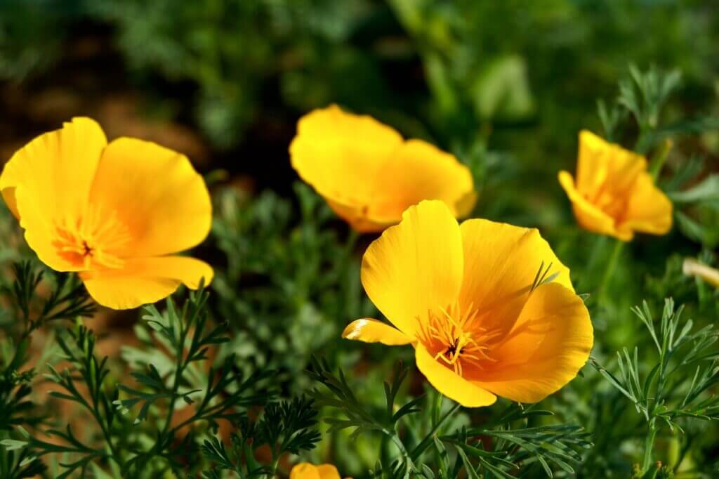 California Poppy