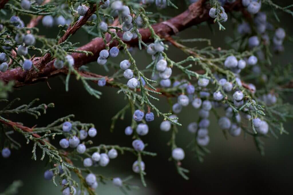 Juniper Berry