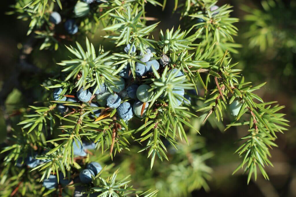 Juniper Berry