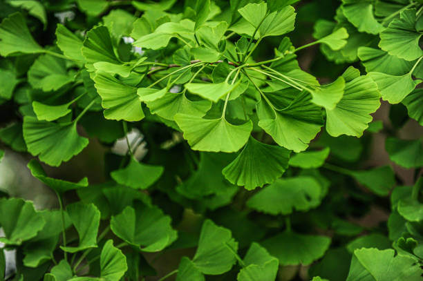 Managing erectile dysfunction with gingko biloba