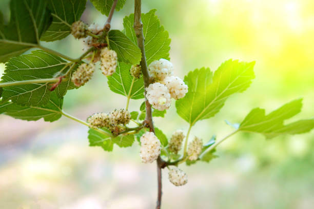 White Mulberry Leaf for diabetes