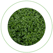 Alfalfa-Grass