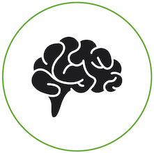 Brain