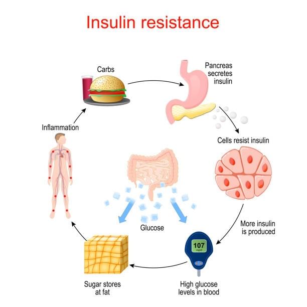 Insulin-Cycle