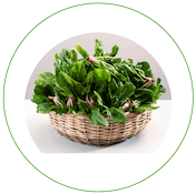 Spinach