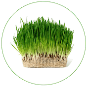 Wheat-Grass
