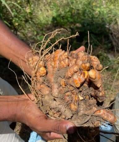 Curcumin-Root