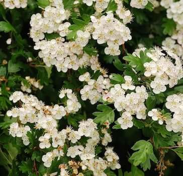 Hawthorn-Leaf-and-Flower
