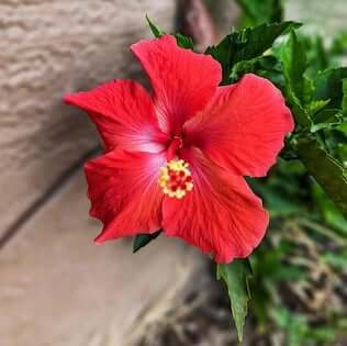 Hibiscus-Flower