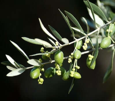 Olive-Leaf
