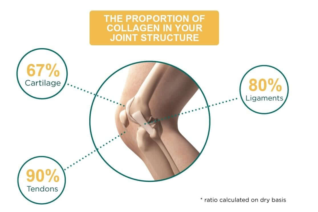 Percentage-of-Collagen