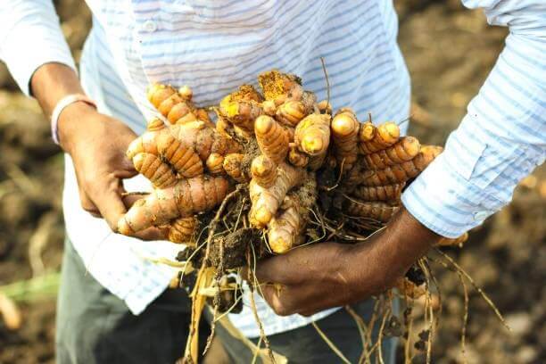 Turmeric-Root