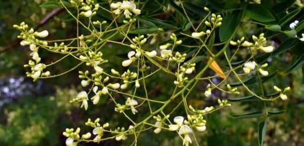 Sophora-Japonica-Bud