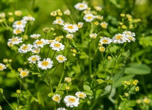 Chamomile