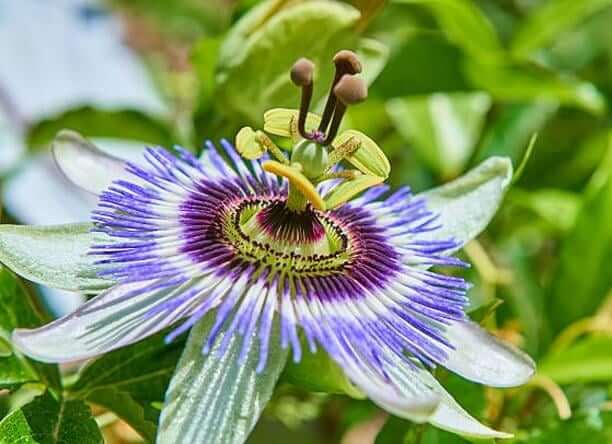 Passion-Flower