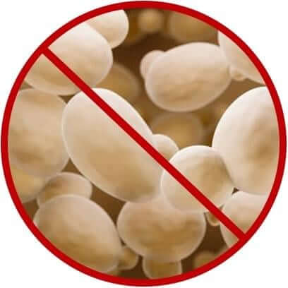 Yeast