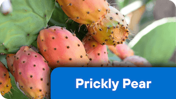 nf-ing-1-PricklyPear