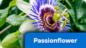 nf-ing-2-Passionflower
