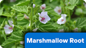 nf-ing-3-MarshmallowRoot