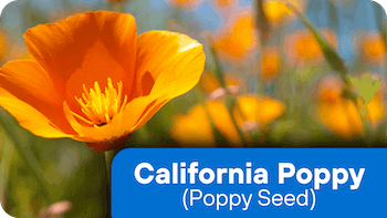 nf-ing-5-CaliforniaPoppy